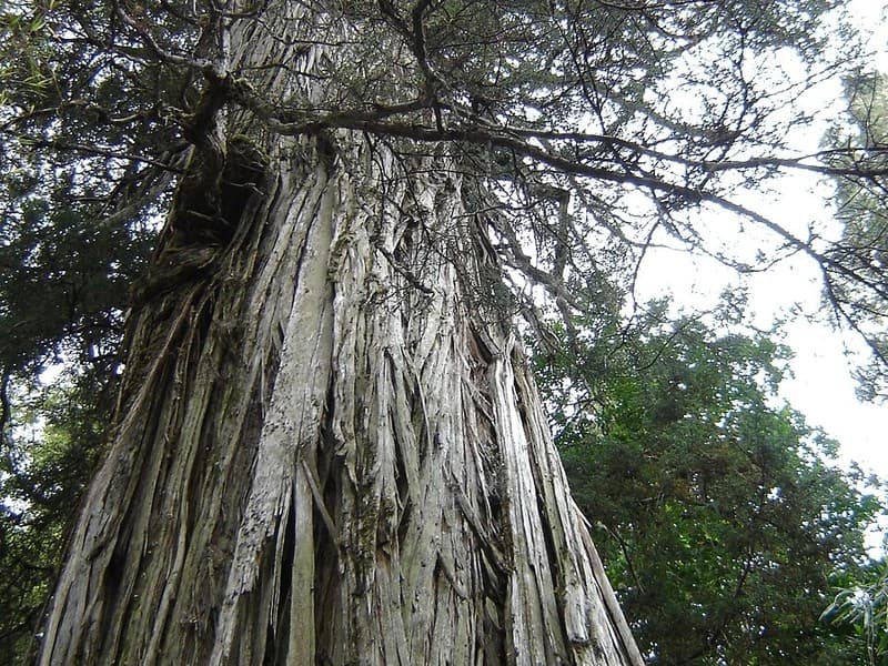 Ancient Forests & National Parks - 2