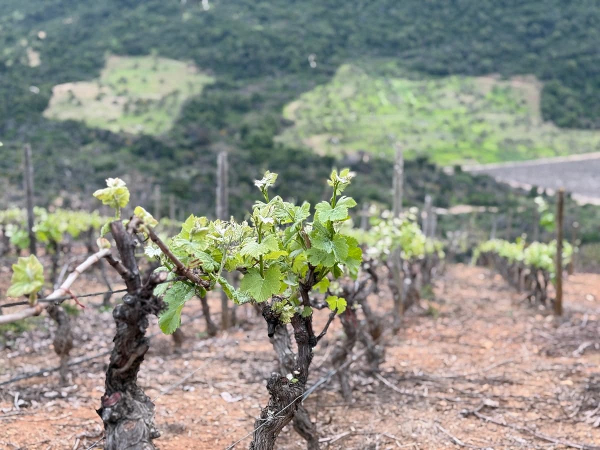 Viña Vik, Millahue Valley