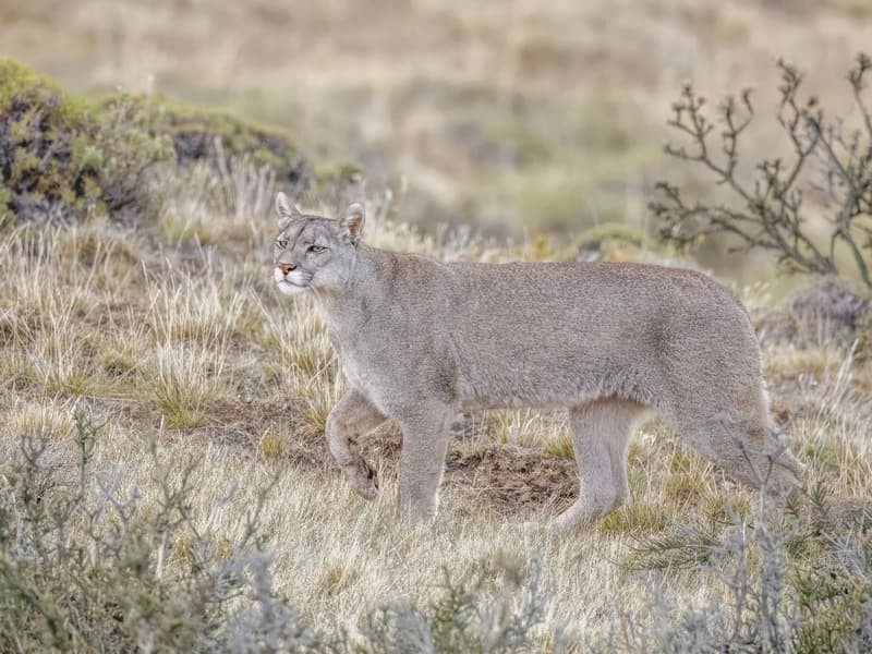 Puma & Wildlife Tracking - 1