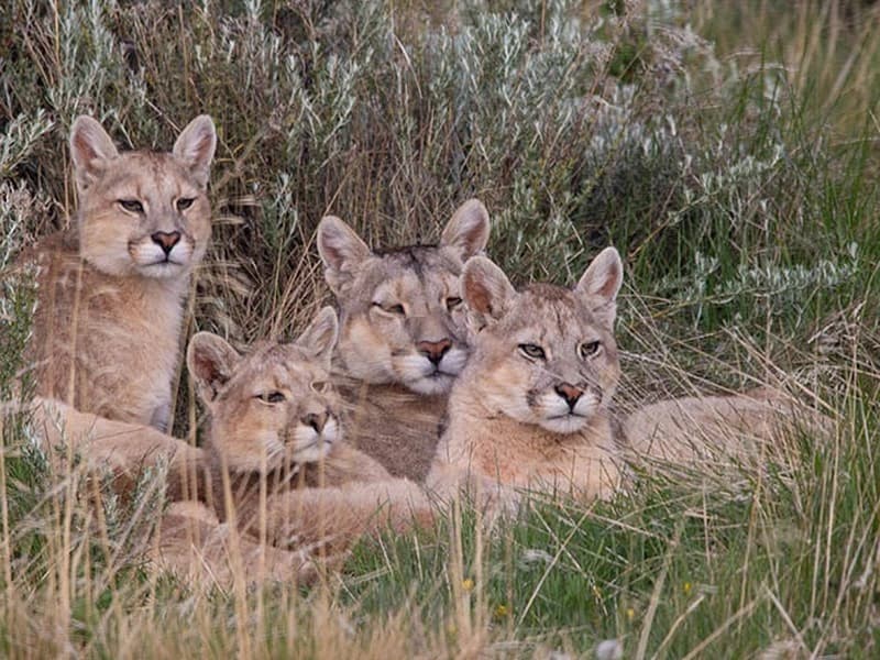 Puma & Wildlife Tracking - 3